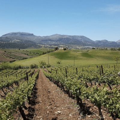 cata-de-vino-escultura