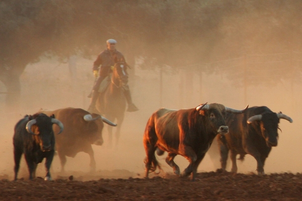 visita a ganaderías
